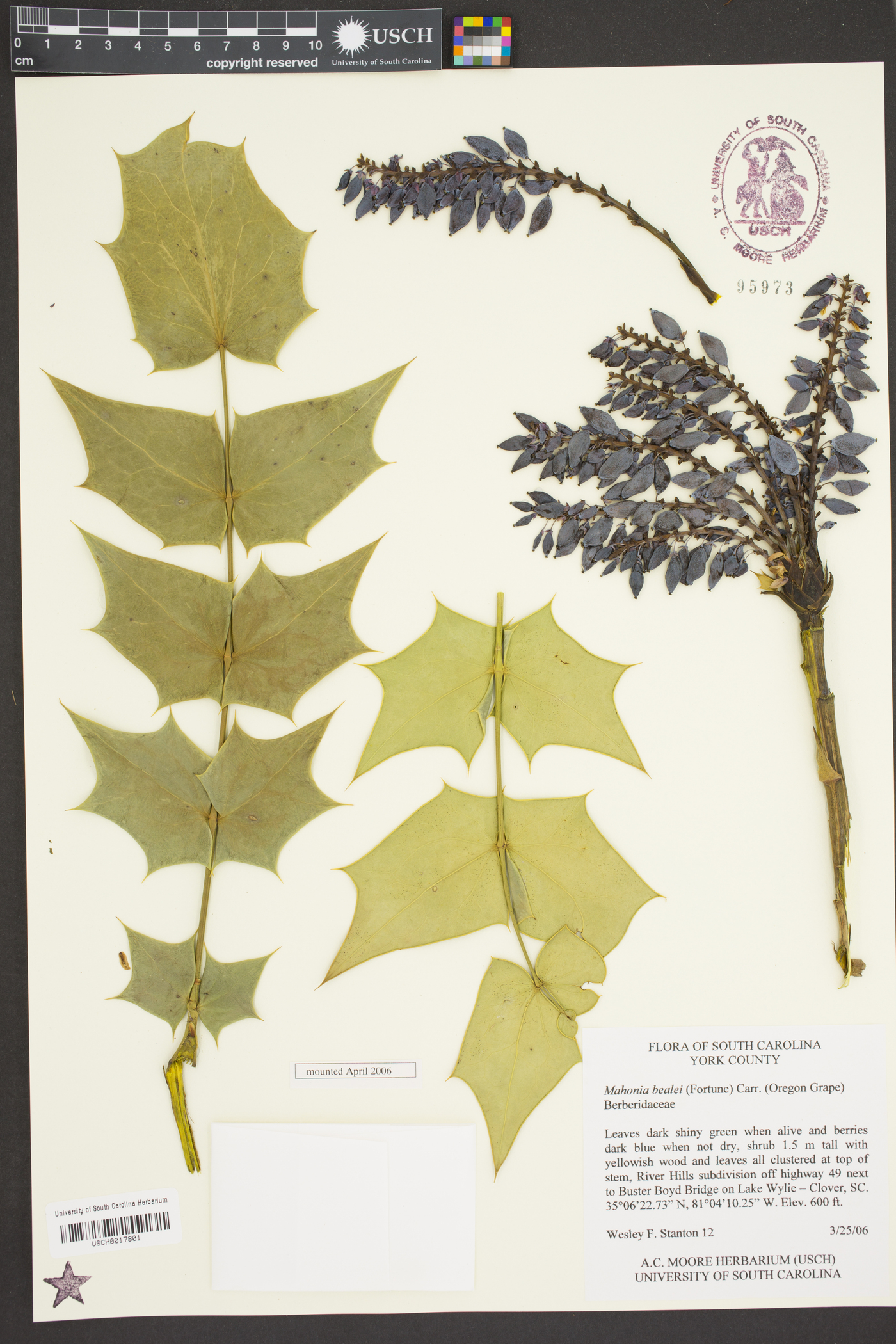 Mahonia bealei image