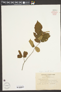 Corylus cornuta image