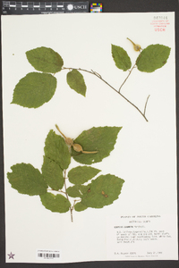 Corylus cornuta image