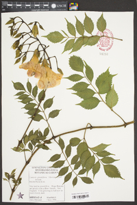 Campsis grandiflora image