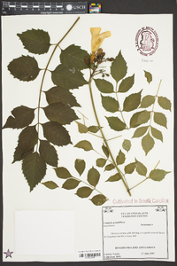 Campsis grandiflora image