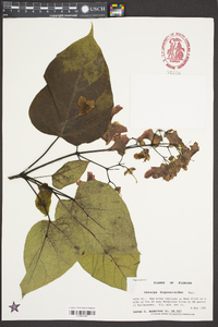 Catalpa bignonioides image