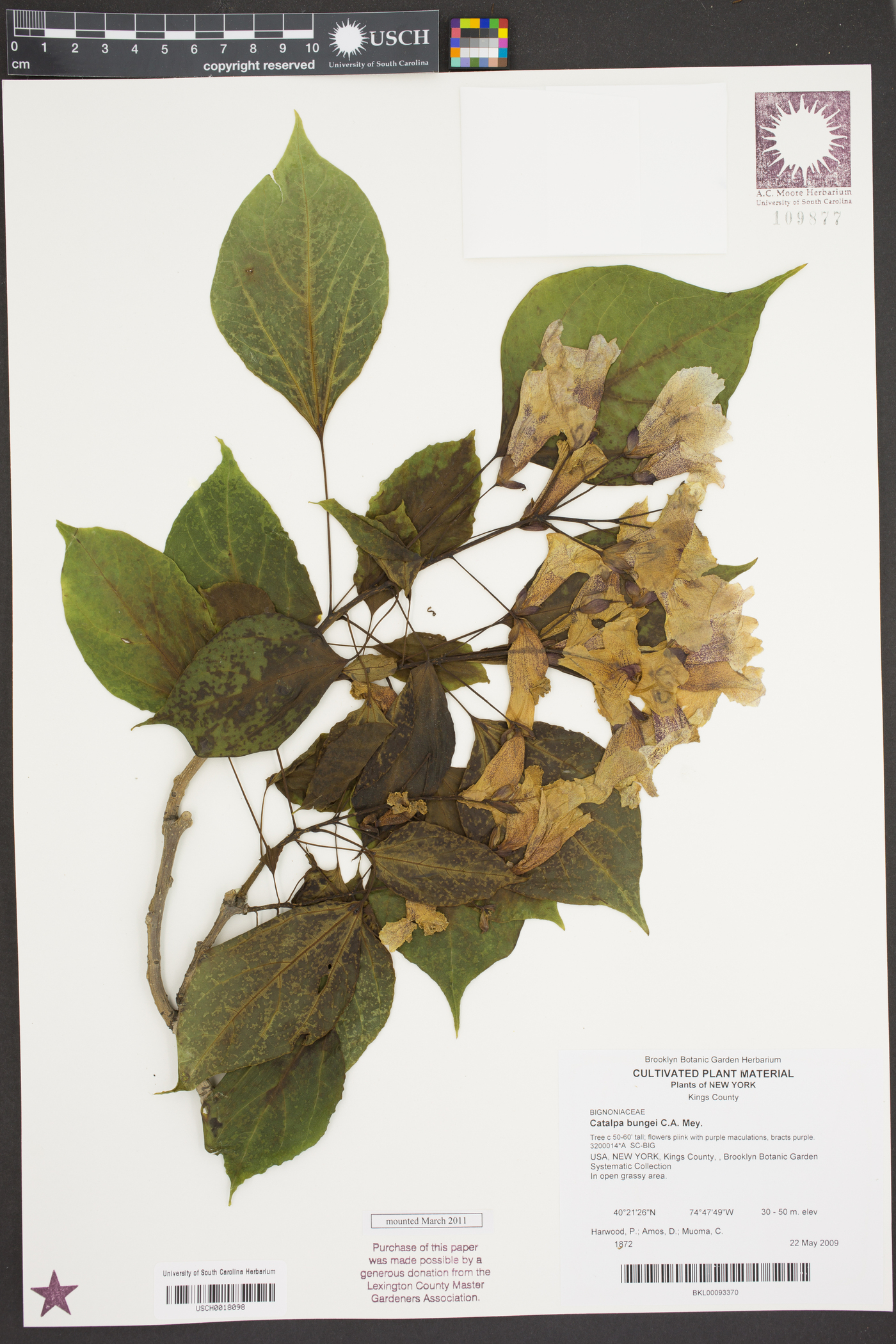 Catalpa bungei image