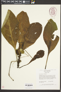 Cynoglossum virginianum image