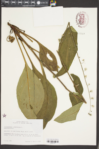 Cynoglossum virginianum image