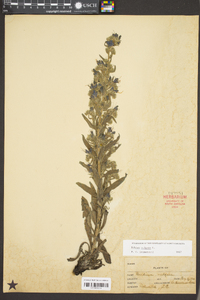 Echium vulgare image