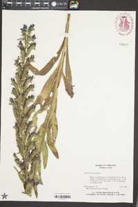 Echium vulgare image