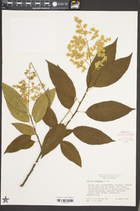 Ehretia acuminata image