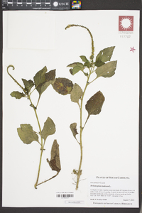 Heliotropium indicum image