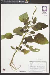 Heliotropium indicum image