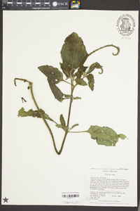 Heliotropium indicum image