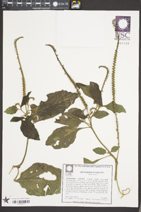 Heliotropium indicum image