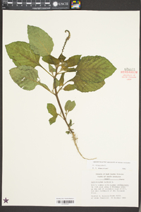 Heliotropium indicum image