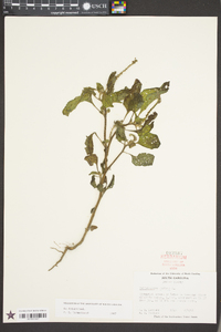 Heliotropium indicum image