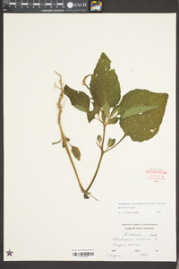 Heliotropium indicum image