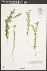 Heliotropium polyphyllum image