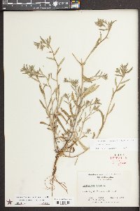 Buglossoides arvensis image