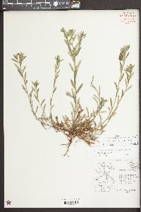 Buglossoides arvensis image