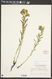 Lithospermum caroliniense image