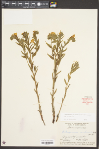 Lithospermum caroliniense image