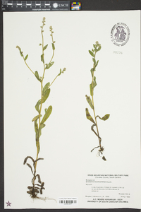 Myosotis macrosperma image