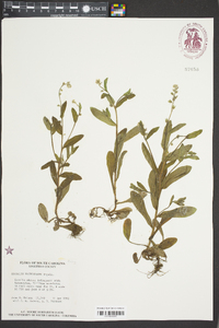 Myosotis macrosperma image