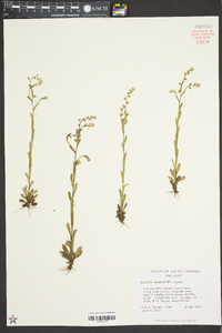 Myosotis macrosperma image