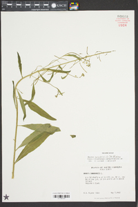 Borodinia canadensis image