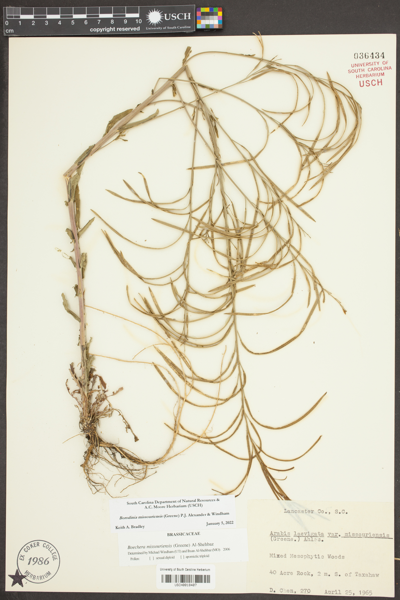 Borodinia missouriensis image