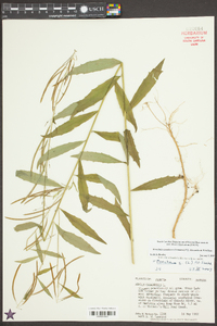 Borodinia canadensis image