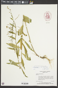 Borodinia canadensis image