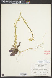 Borodinia missouriensis image