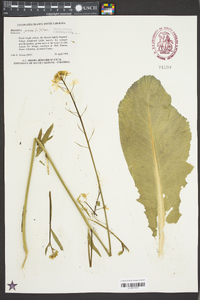 Brassica juncea image