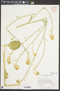 Brassica juncea image