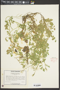 Cardamine parviflora image