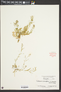 Cardamine parviflora image