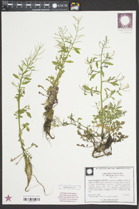 Cardamine parviflora image