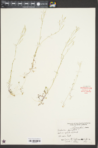 Cardamine parviflora image