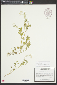 Cardamine diphylla image