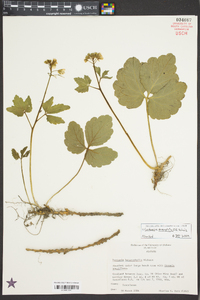 Cardamine angustata image