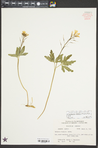 Cardamine diphylla image