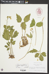 Cardamine diphylla image