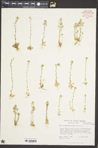 Draba brachycarpa image