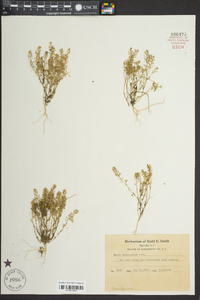 Draba brachycarpa image