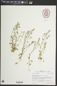 Draba brachycarpa image