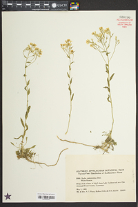 Draba ramosissima image