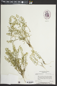 Leptamnium virginianum image