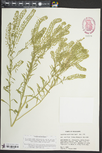 Lepidium austrinum image