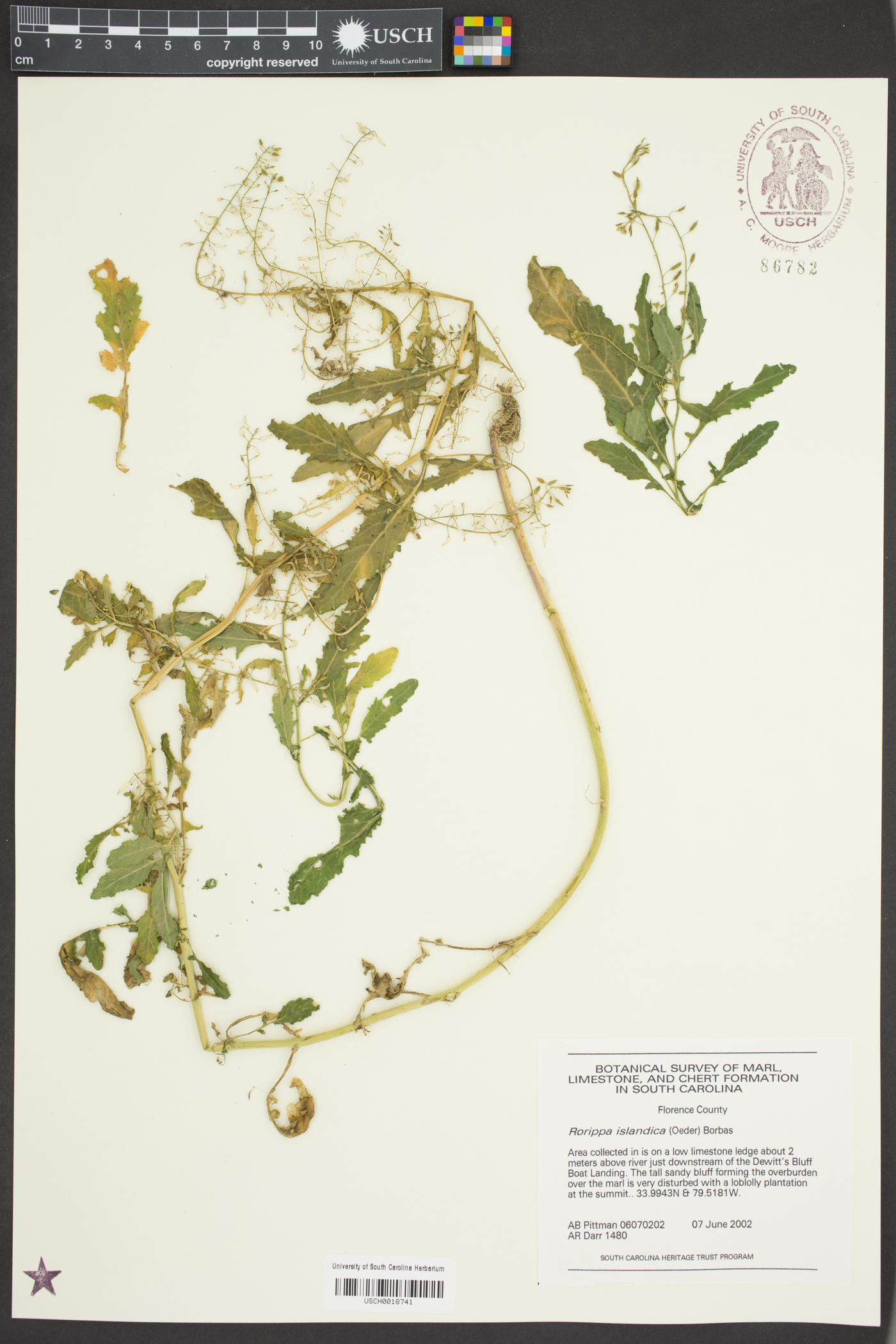 Rorippa islandica var. barbareifolia image