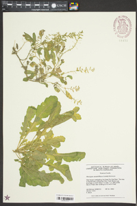 Rorippa sessiliflora image